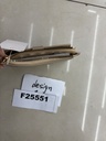 F25551;2.JPG