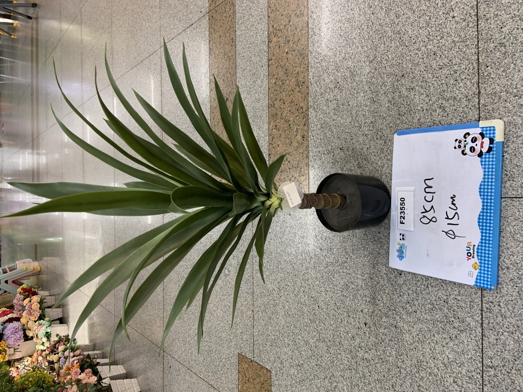 Tekokasvi,  85cm