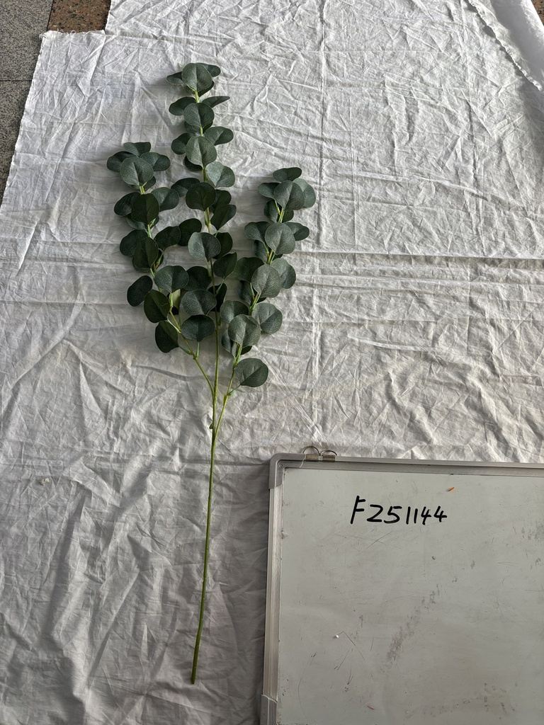 Eukalyptys, 100cm