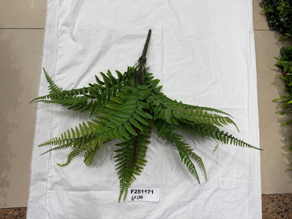 Saniainen, 60cm