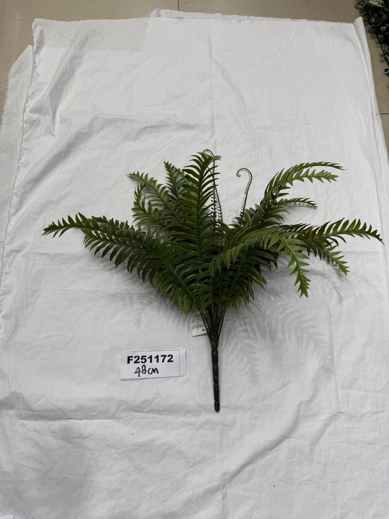 Saniainen,48 cm