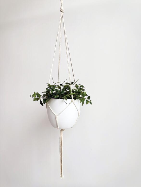 Kukka-amppeli/naruamppeli 80 cm, kukkaruukun max halk. 20 cm, 12 kg, minimi 100 kpl, SP 12