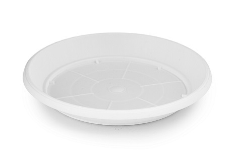 Alunen Valkoinen 12cm 12/14cm ruukullle 
